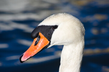 mute swan portrait
