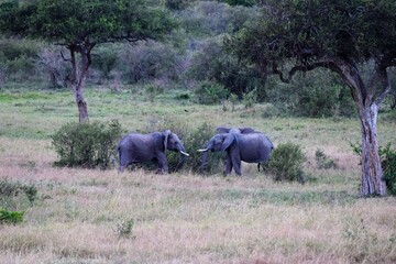 Naklejka na ściany i meble group of elephants in maasai mara park