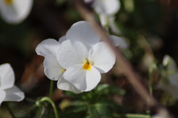 Obraz premium white and yellow flowers