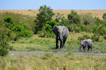 Fototapeta premium mother and baby elephants in the savannah