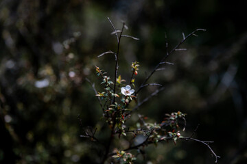 Manuka 