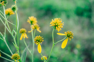 yellow flowers in the field