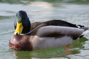 duck on the lake