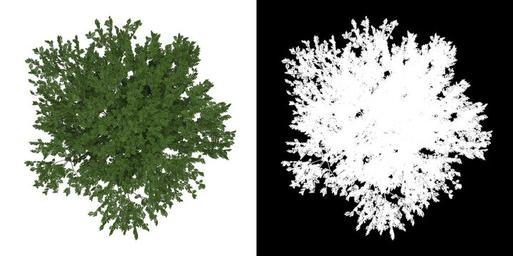 Top view of Fraxinus Excelsior Tree. PNG with alpha channel to cutout. Made from 3D model for compositing.