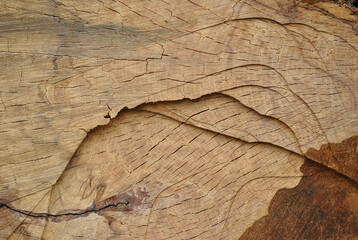 Textured Grain Effects & Saw Marks on Cut Timber Log