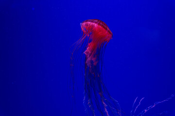Fototapeta premium red jellyfish on blue background