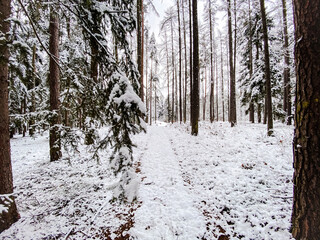Beautiful forest landscape covered with snow.