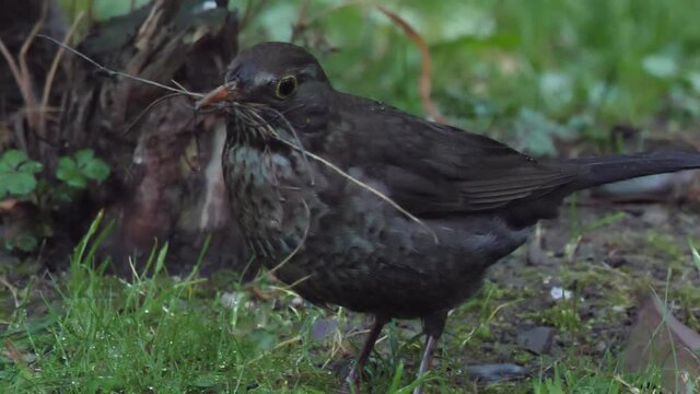 Female common blackbird or Turdus merula collects twigs for nest building. Dark bird in wildlife. Sochi, Russia.
