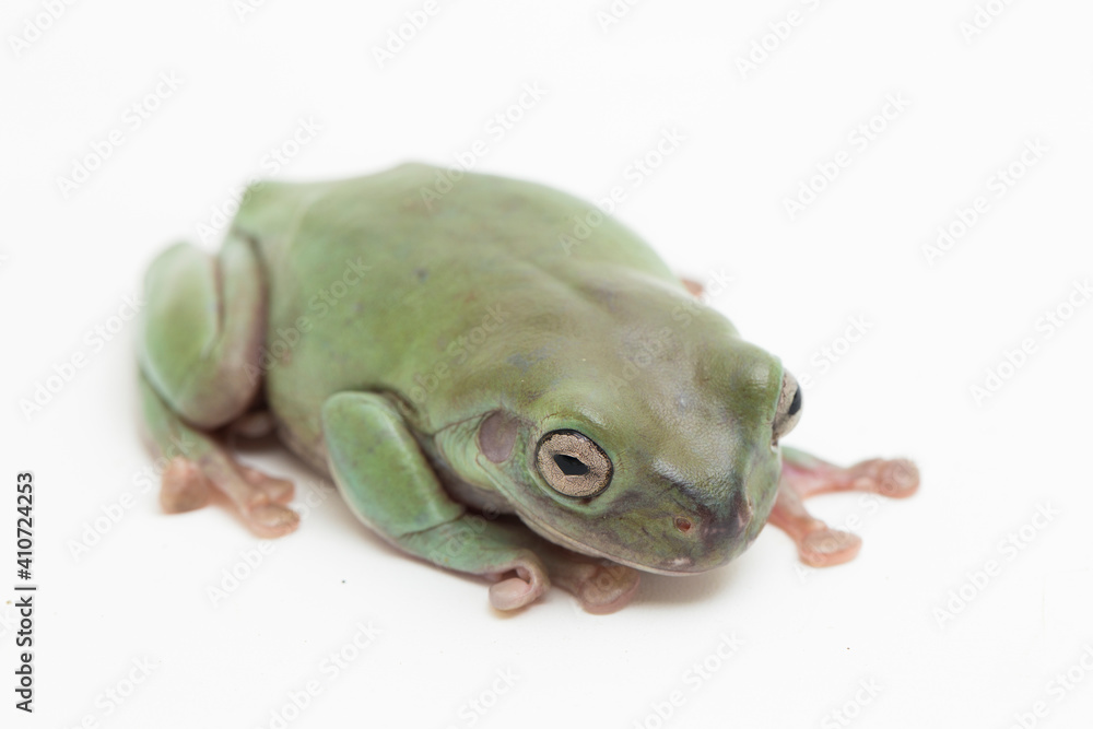 Wall mural close up dumpy tree frog or white's tree frog on white background