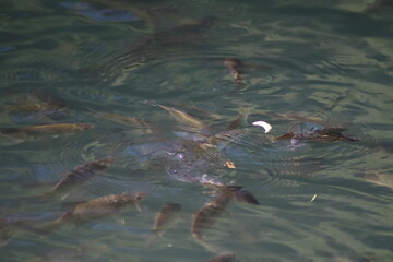 Obraz premium fish in the water