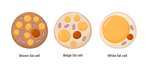 Vector set of brown, beige and white fat cells. Illustration of adipose tissue - obrazy, fototapety, plakaty