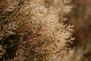 moss on the ground