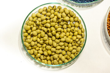 Soy seeds in a petri dish in the lab