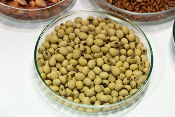 Soy seeds in a petri dish in the lab