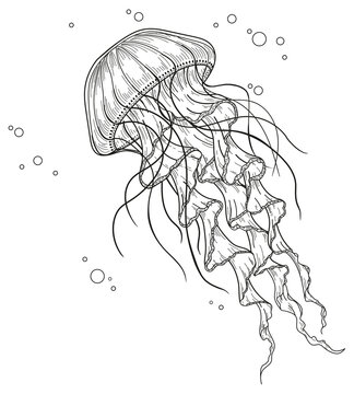 Hand drawing jellyfish isolated on white background