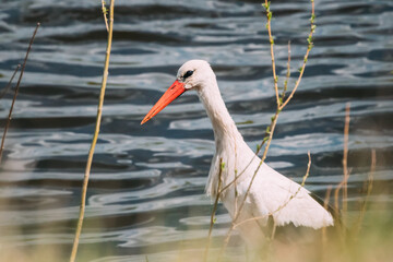 Adult European White Stork Ciconia Ciconia Standing Near River Or Lake