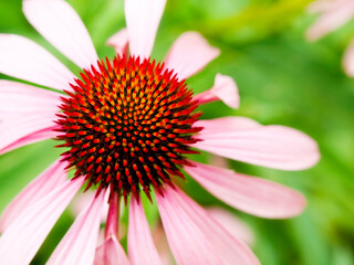 echinacea _2