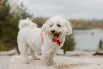 Poodle Mix Dog