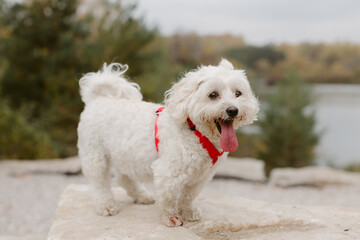 Poodle Mix Dog