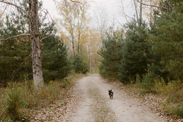 Ontario Pathway