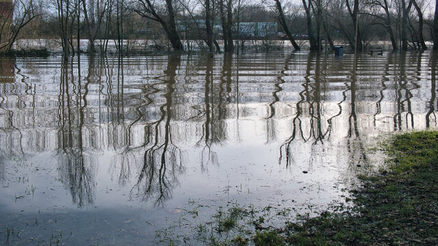 Optische Illusion aus Wellen und reflektierten B&auml;umen w&auml;hrend der Hochwasser Naturkatastrophe des Rhein und Main bei Mainz im Februar 2021