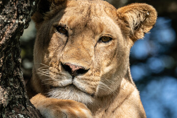 Fototapeta na wymiar Close up of a lion