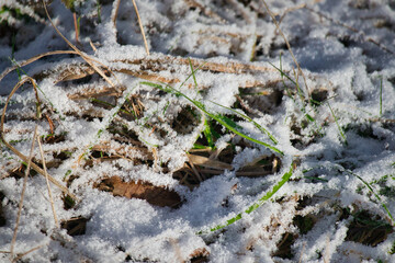 Gras im Schnee Nahaufnahme