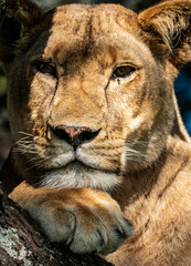 Close up of a lion
