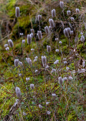 weeds in the field in spring