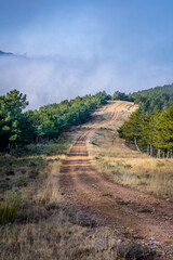 mountain road with pines, trees and nature