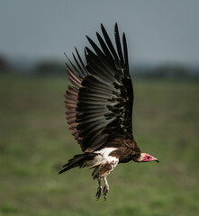 Vulture flying
