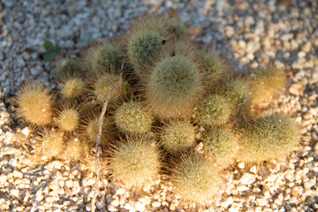 Fototapeta premium Fotografía de detalle de un grupo de cactus