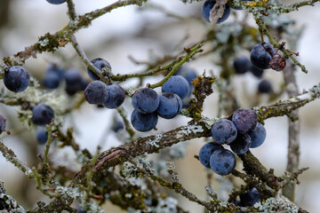 Blaue Schlehen / Früchte des Schlehdorn (lat.: Prunus spinosa) in einer Schlehenhecke im Winter nach dem ersten Frost