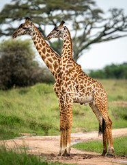 two African giraffes 