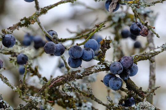 Blaue Schlehen / Fr&uuml;chte des Schlehdorn (lat.: Prunus spinosa) in einer Schlehenhecke im Winter nach dem ersten Frost