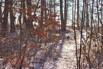 Fototapeta na wymiar Wald im Winter