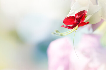 Flower _1