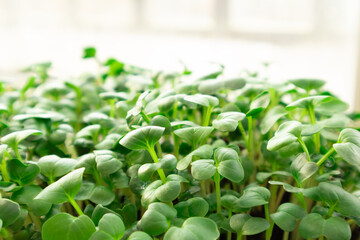 Micro greens radish growing in box. Healthy lifestyle.