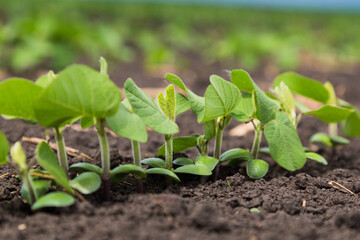 Fresh green soy plants on the field in spring. Rows of young soybean plants 