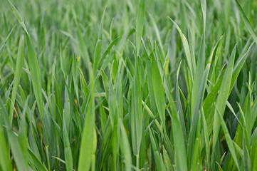 green grass background