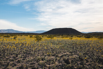 Desert bloom at Amboy Crater of Mojave, California