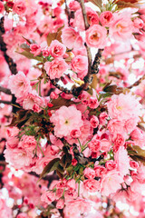 Close up of flowers on a tree during May.
