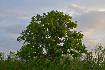 tree and sky