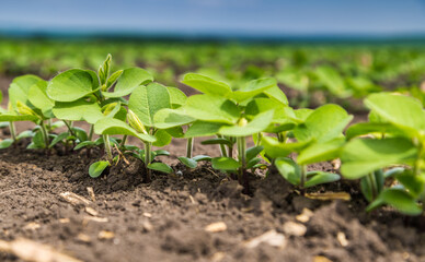Fresh green soy plants on the field in spring. Rows of young soybean plants 