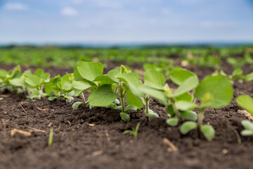 Fresh green soy plants on the field in spring. Rows of young soybean plants 