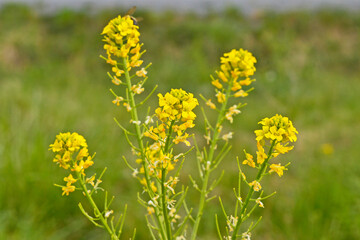 yellow flowers in the field