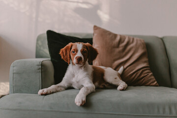 Cute little puppy white and brown fur sits on the green olive pistachio sofa. Brittany spaniel dog. Velvet pillows. Beautiful pet stays at home. - obrazy, fototapety, plakaty