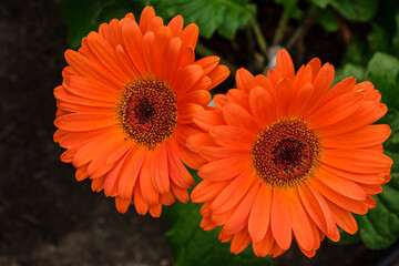 Orange daisy Mutisieae,, Mallorca, Balearic Islands, Spain
