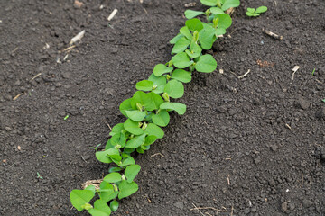 Fresh green soy plants on the field in spring. Rows of young soybean plants 