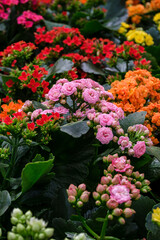Kalanchoe, species of the Crassulaceae family, Mallorca, Balearic Islands, Spain